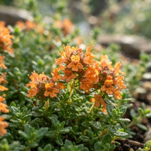 Orange Creeping Thyme Seeds for Planting