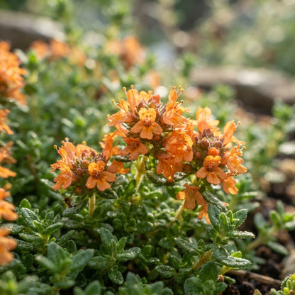Orange Creeping Thyme Seeds for Planting