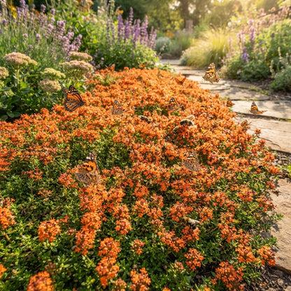 Orange Creeping Thyme Seeds for Planting