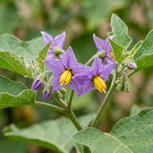Turkish Orange Eggplant Seeds for Planting
