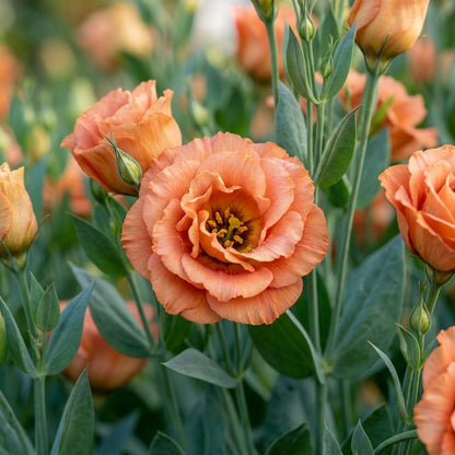 Eustoma Orange Flower Seeds for Garden Planting