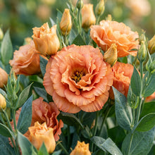 Eustoma Orange Flower Seeds for Garden Planting
