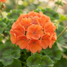 Orange Geranium Flower Seeds for Planting