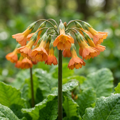 Primula Florindae Orange Flower Seeds For Planting