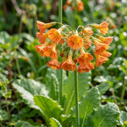 Primula Florindae Orange Flower Seeds For Planting