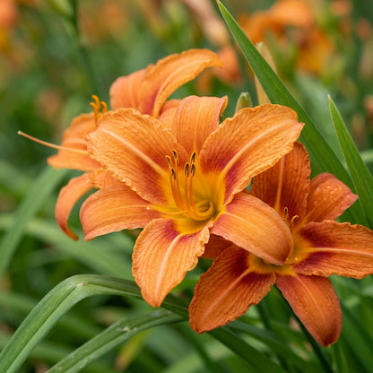 Orange Hemerocallis Daylily Flower Seeds for Planting