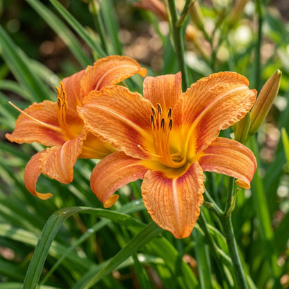 Orange Hemerocallis Daylily Flower Seeds for Planting