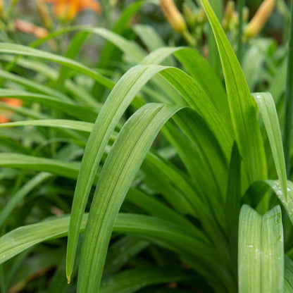 Orange Hemerocallis Daylily Flower Seeds for Planting