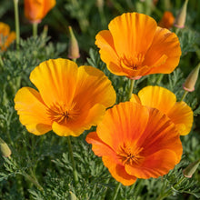 Orange King California Poppy Seeds For Planting