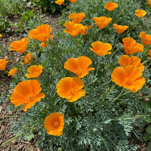 Orange King California Poppy Seeds For Planting