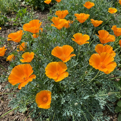 Orange King California Poppy Seeds For Planting