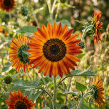Orange Mahogany Tip Sunflower Seeds For Planting