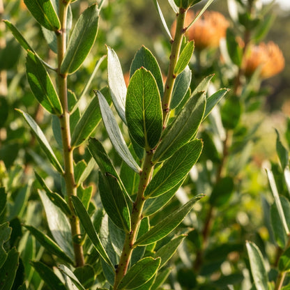 Orange Protea Flower Seeds for Planting
