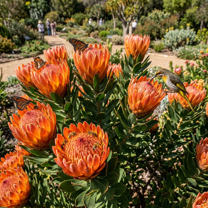 Orange Protea Flower Seeds for Planting