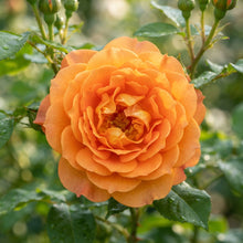 Orange Rose Flower Seeds for Garden Planting