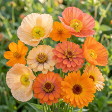 Orange Sherbet Flower Mix Seeds For Planting