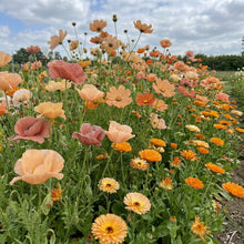 Orange Sherbet Flower Mix Seeds For Planting