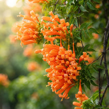 Orange Pyrostegia venusta Trumpet Vine Seeds for Planting