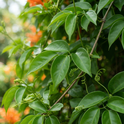Orange Pyrostegia venusta Trumpet Vine Seeds for Planting