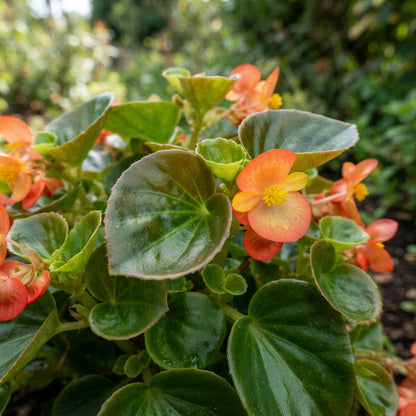Orange Yellow Begonia Flower Seeds - Bicolor Begonia Flower Seeds for Garden