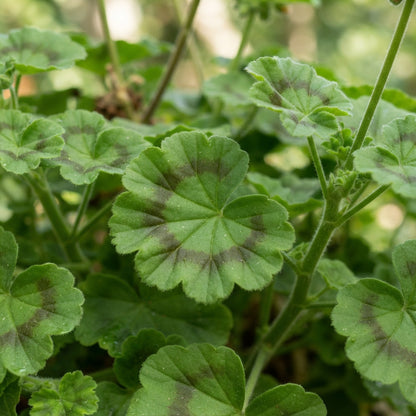 Orange and Yellow Geranium Flower Seeds for Garden Planting