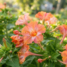 Orange and Pink Mirabilis Four O'Clock Seeds