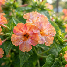 Orange and Pink Mirabilis Four O'Clock Seeds