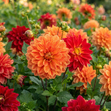 Mixed Orange and Red Dahlia Flower Seeds for Garden Planting