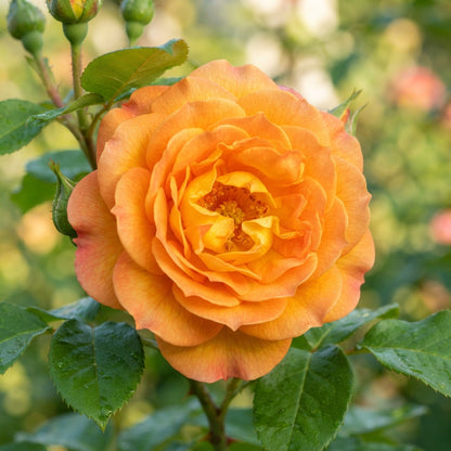 Orange and Yellow Rose Flower Seeds for Garden Planting