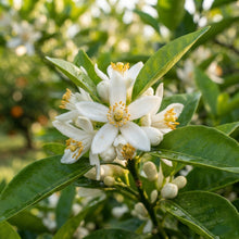 Cara Cara Orange Seeds for Planting