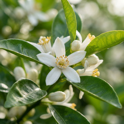 Temple Orange (Tangor) Seeds for Planting