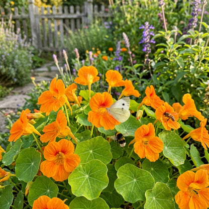Nasturtium Baby Orange Seeds for Planting