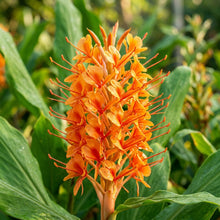 Hedychium densiflorum Assam Orange Seeds for Planting
