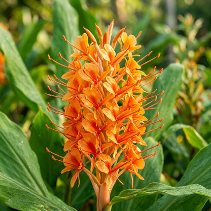 Hedychium densiflorum Assam Orange Seeds for Planting