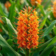 Hedychium densiflorum Assam Orange Seeds for Planting