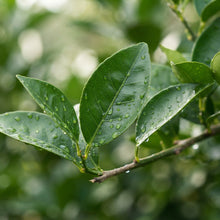 Washington Navel Orange Seeds for Planting