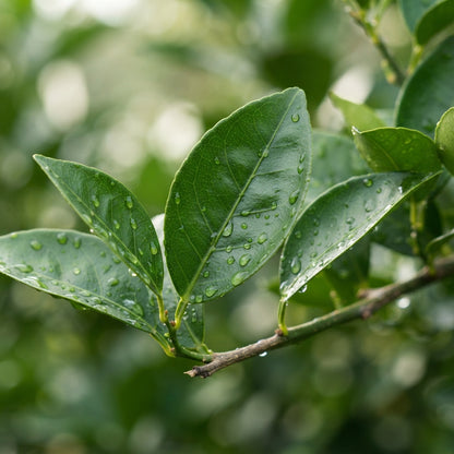 Washington Navel Orange Seeds for Planting