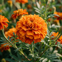 Deep Orange Marigold Flower Seeds For Planting