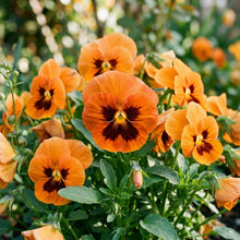 Orange Pansy Flower Seeds For Planting