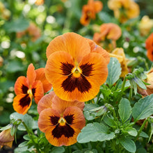 Orange Pansy Flower Seeds For Planting