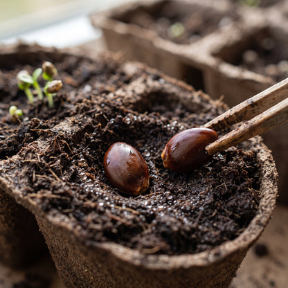 Orange Persimmon Seeds for Planting