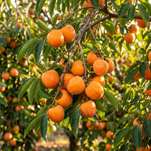 Orange Persimmon Seeds for Planting