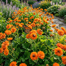 Balls Orange Flower Seeds