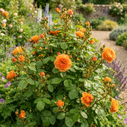 Orange Rose Flower Seeds for Garden Planting