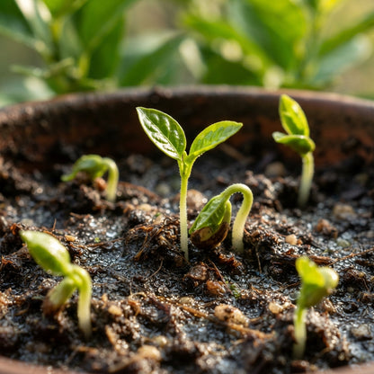 Navel Orange Seeds for Planting