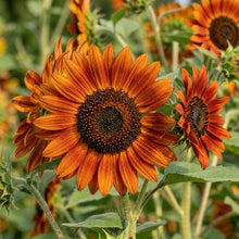 Deep Orange Sunflower Seeds For Planting