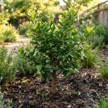 Navel Orange Seeds for Planting