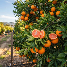 Cara Cara Orange Seeds for Planting