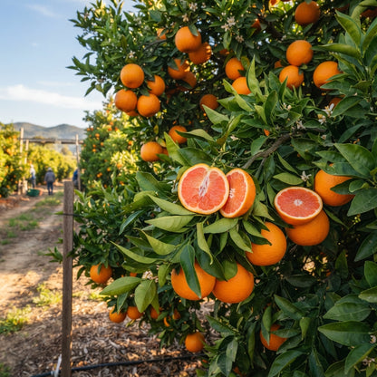 Cara Cara Orange Seeds for Planting