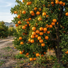 Valencia Orange Seeds for Planting